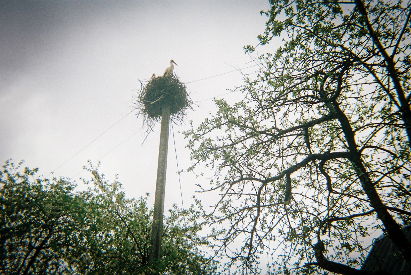 A stork next on top of a telegraph post in a Chernobyl village