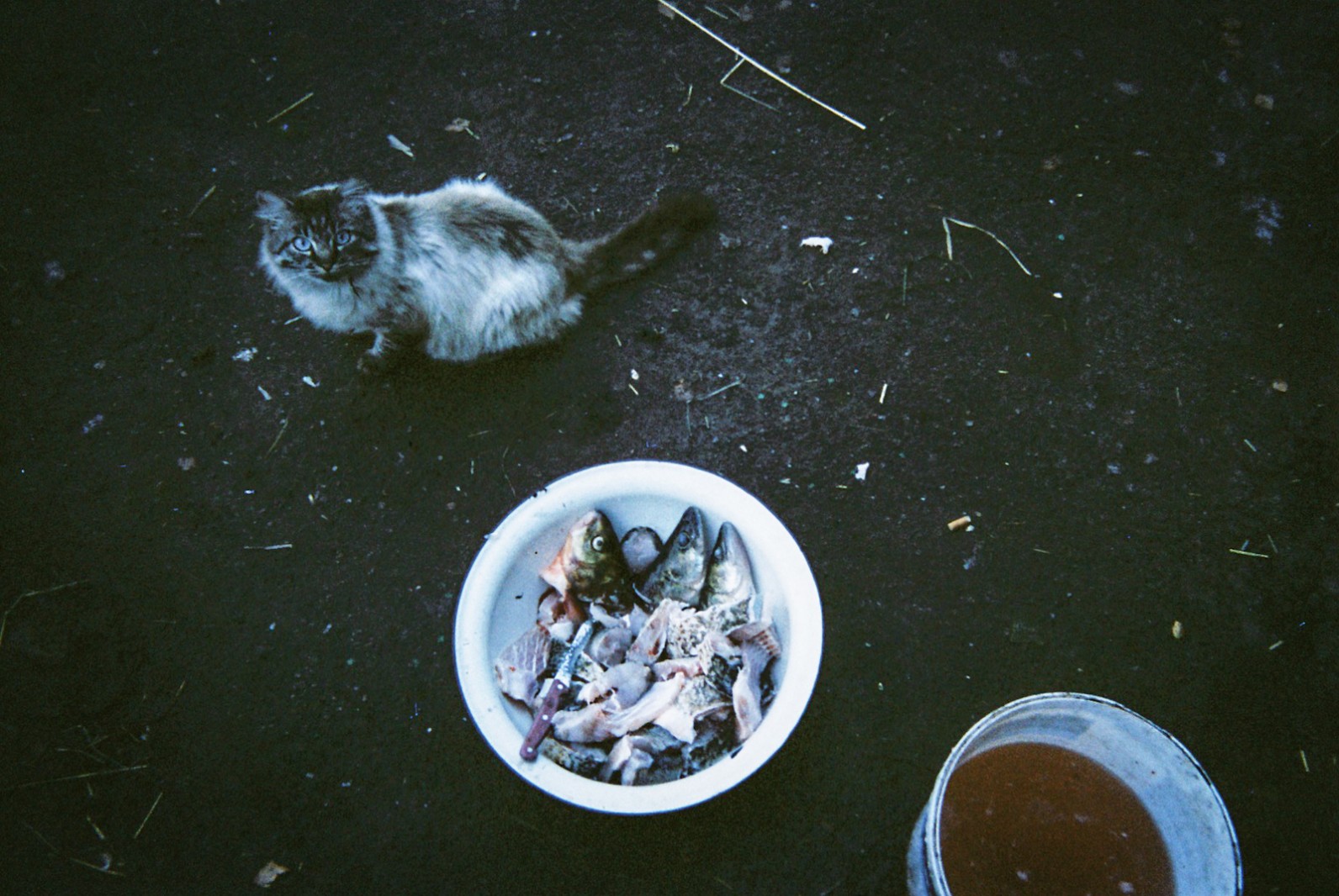 A pet cat stares at the camera near a bowl of half-prepared fish, caught from the river that runs past Chernobyl reactor number 4