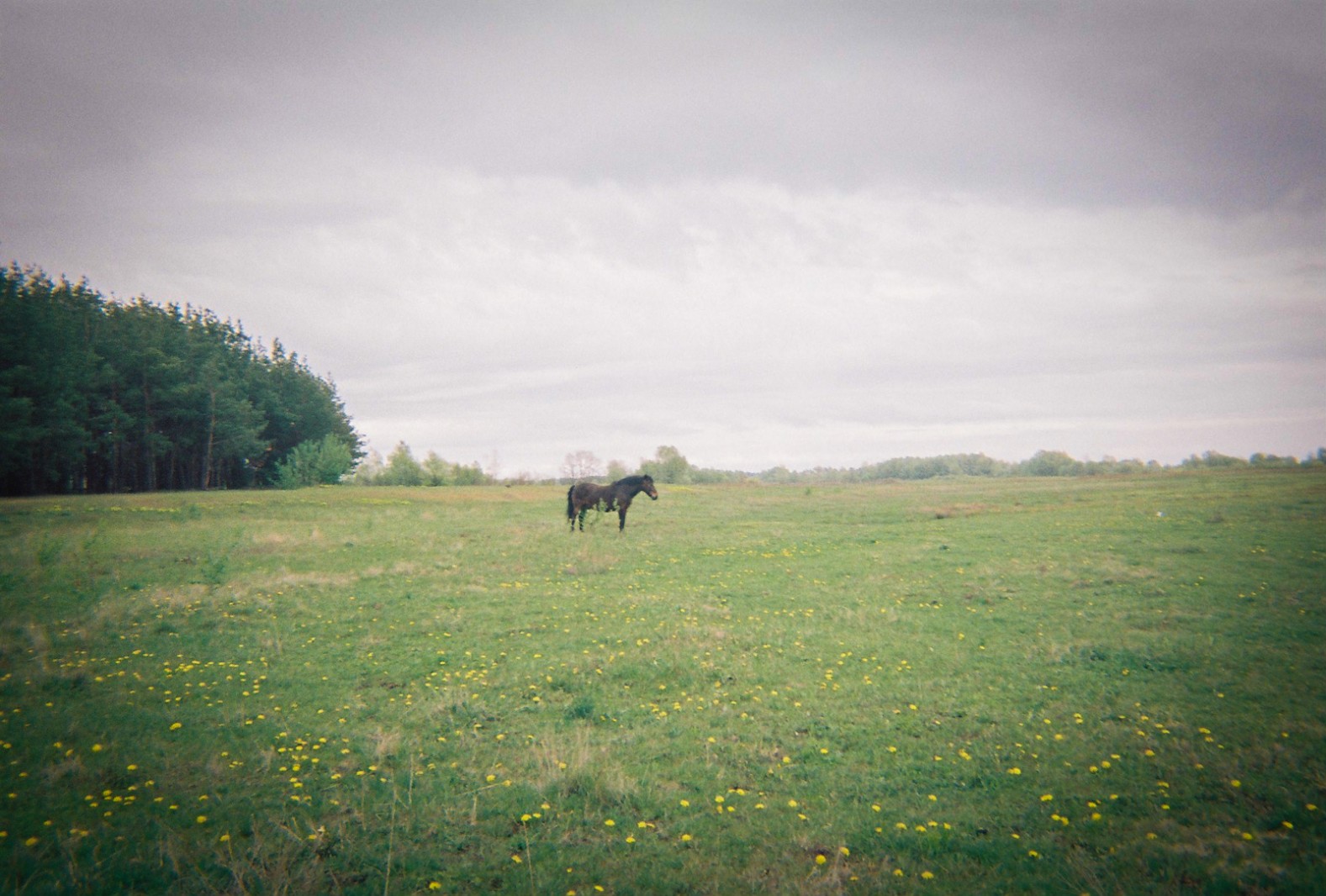 A horse stands in a field near Chernobyl
